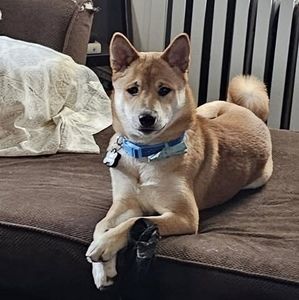 Meet your Posher, Rose